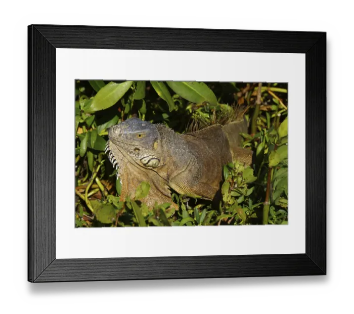 Framed Print : Green iguana (Iguana iguana), Key Largo Framed Print : Green iguana (Iguana iguana), Key Largo