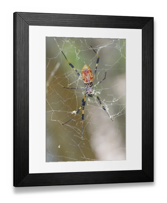 Framed Print : Golden silk spider (Nephila clavipes) Framed Print : Golden silk spider (Nephila clavipes)
