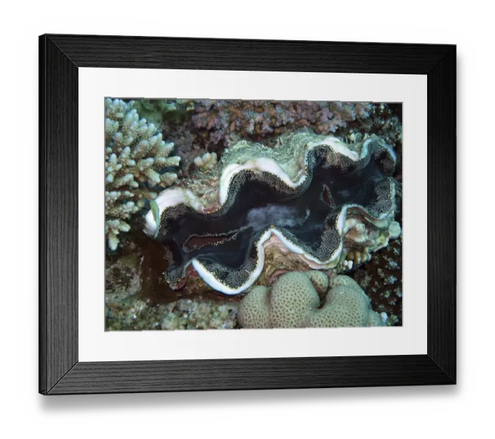 Framed Print : Fluted giant clam - Tridacna squamosa