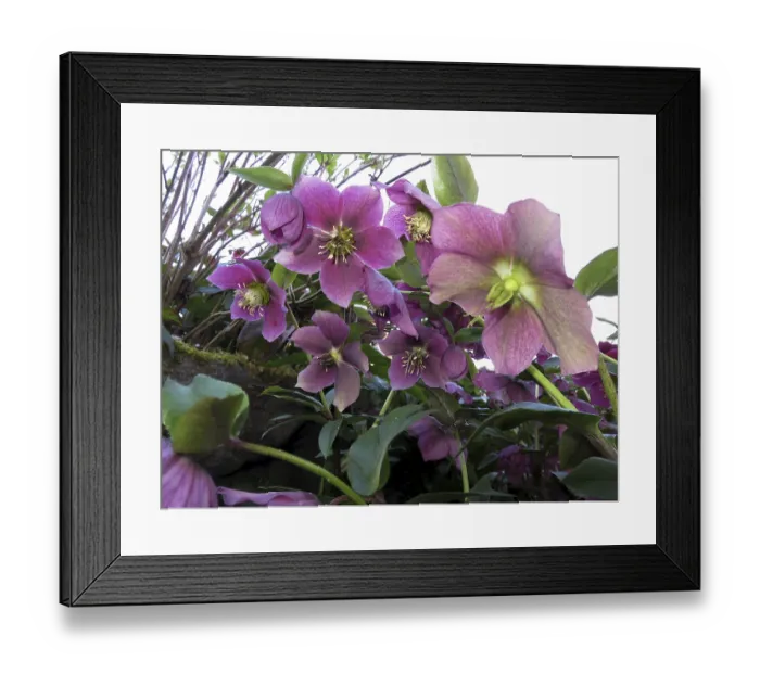 Framed Print : Oriental hellebore (Helleborus orientalis)