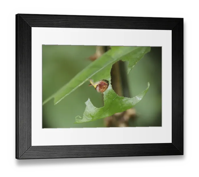 Framed Print : Caterpillar of the Peleides Blue Morpho (Morpho peleides)