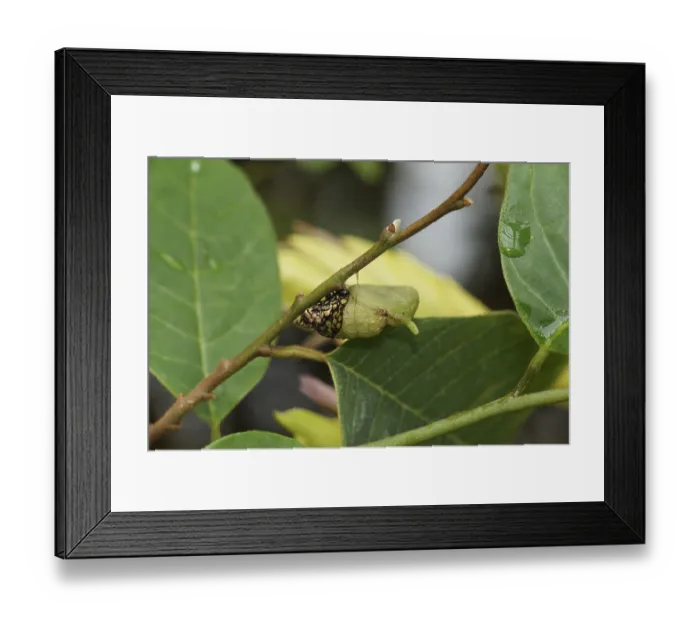 Framed Print : Caterpillar of Eurytides thymbraeus pupates