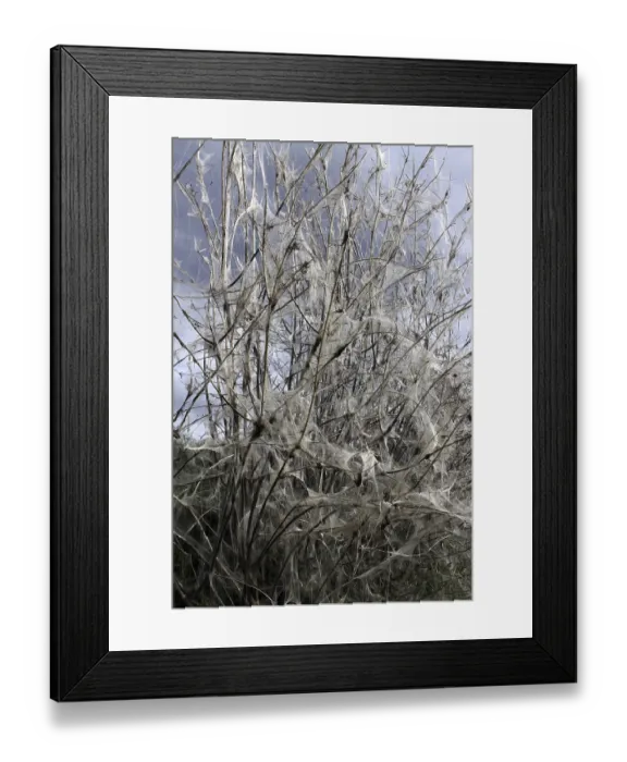 Framed Print : Shrub eaten bare by caterpillars of a gypsy moth Framed Print : Shrub eaten bare by caterpillars of a gypsy moth