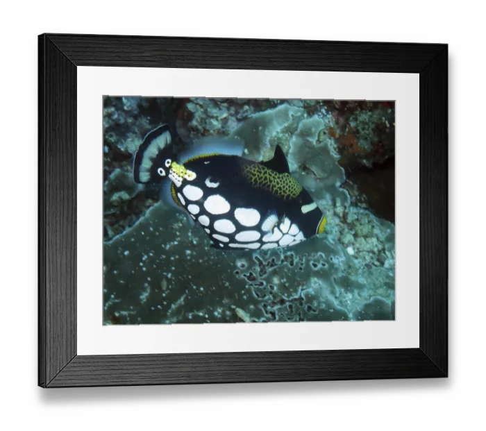 Framed Print : Leopard triggerfish (Balistoides conspicillum)