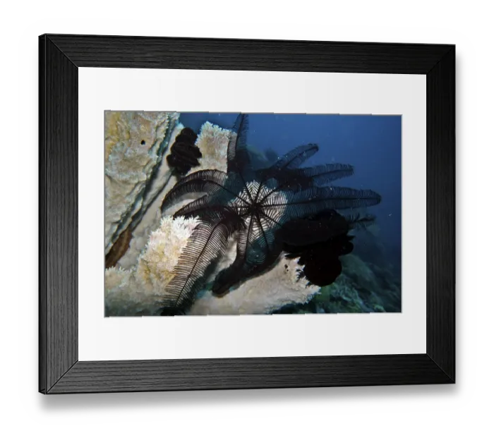 Framed Print : Hair star, feather star, (Comanthus sp) Framed Print : Hair star, feather star, (Comanthus sp)