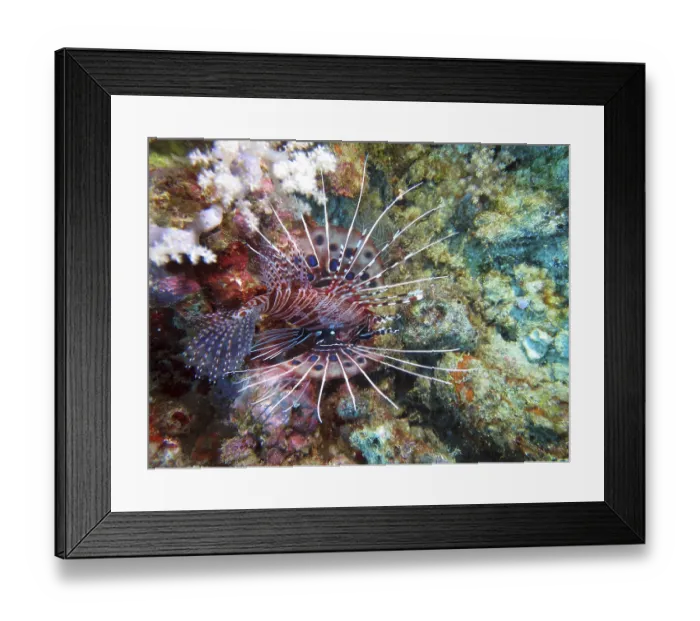 Framed Print : Antennata lionfish (Pterois antennata)