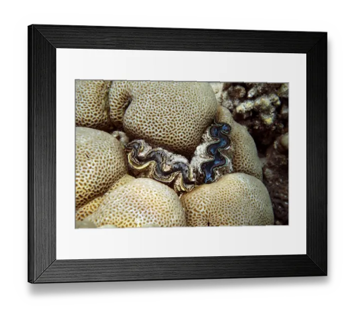 Framed Print : Drilling or ingrown giant clam (Tridacna crocea) in a stony coral Framed Print : Drilling or ingrown giant clam (Tridacna crocea) in a stony coral