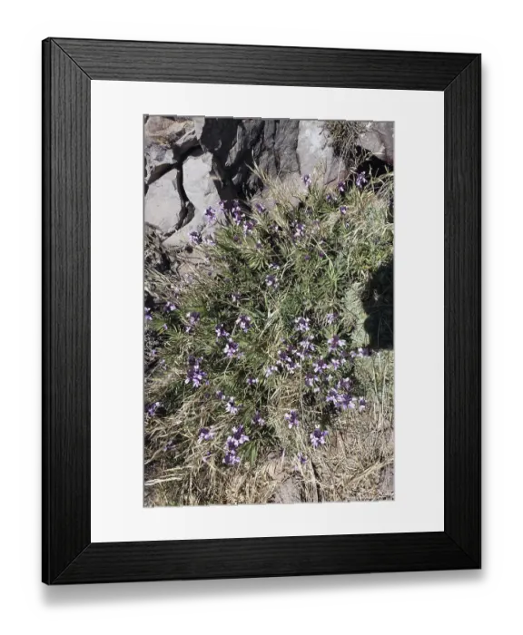 Framed Print : Bicoloured Scrubweed (Erysimum bicolor)