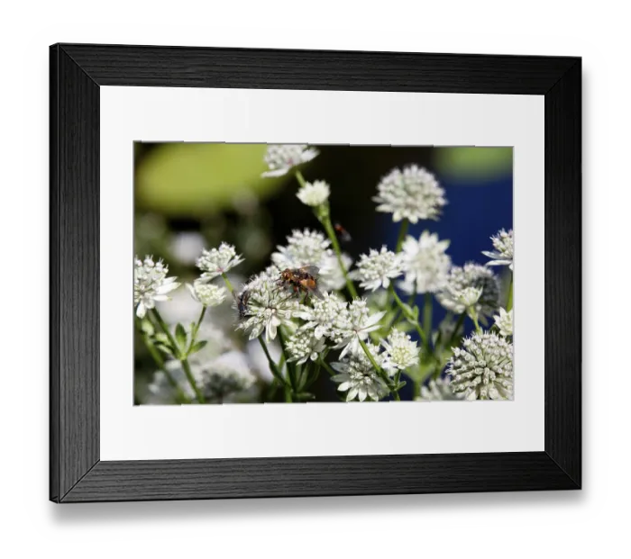 Framed Print : Hedgehog fly (Tachina fera) on an astrantia (Astrantia major) Framed Print : Hedgehog fly (Tachina fera) on an astrantia (Astrantia major)