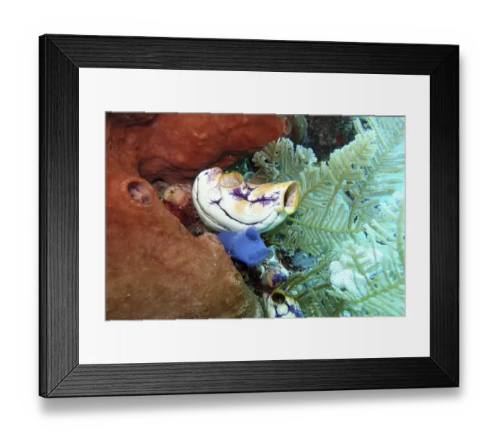 Framed Print : Golden Sea Scabbard - Polycarpa aurata Framed Print : Golden Sea Scabbard - Polycarpa aurata
