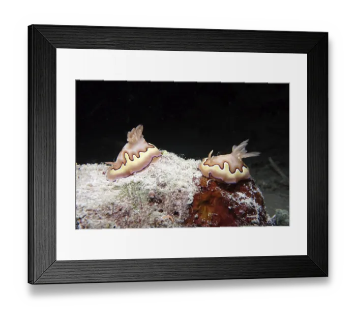 Framed Print : Koi splendid star snail - Goniobranchus Koi