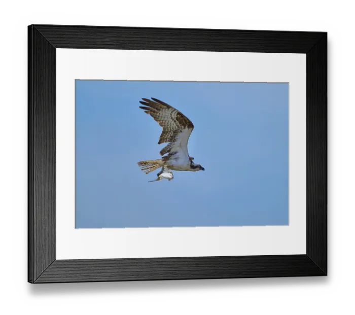 Framed Print : An osprey flies through the air with a fish in its talons