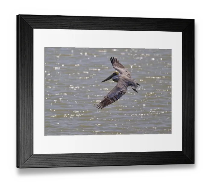Framed Print : Pelican flying majestically over water Framed Print : Pelican flying majestically over water