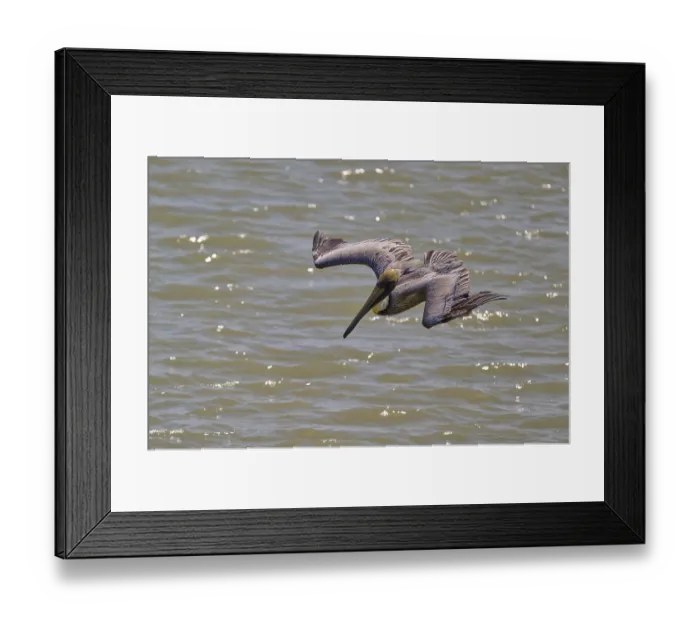 Framed Print : Pelican in dynamic diving flight over the water surface
