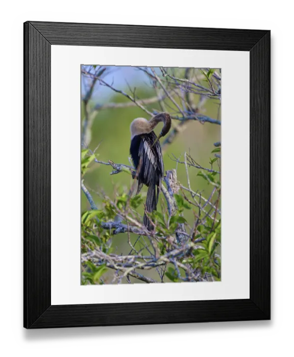 Framed Print : An anhinga sitting on a branch amidst green leaves and branches