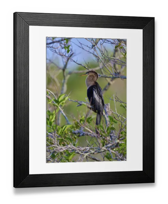 Framed Print : Anhinga sitting attentively on a branch Framed Print : Anhinga sitting attentively on a branch