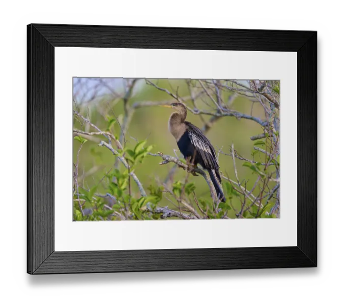 Framed Print : Anhinga sitting majestically on a branch against a blue background Framed Print : Anhinga sitting majestically on a branch against a blue background