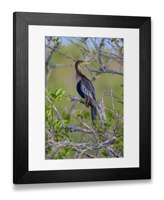 Framed Print : Anhinga resting on a branch, surrounded by branches and leaves Framed Print : Anhinga resting on a branch, surrounded by branches and leaves