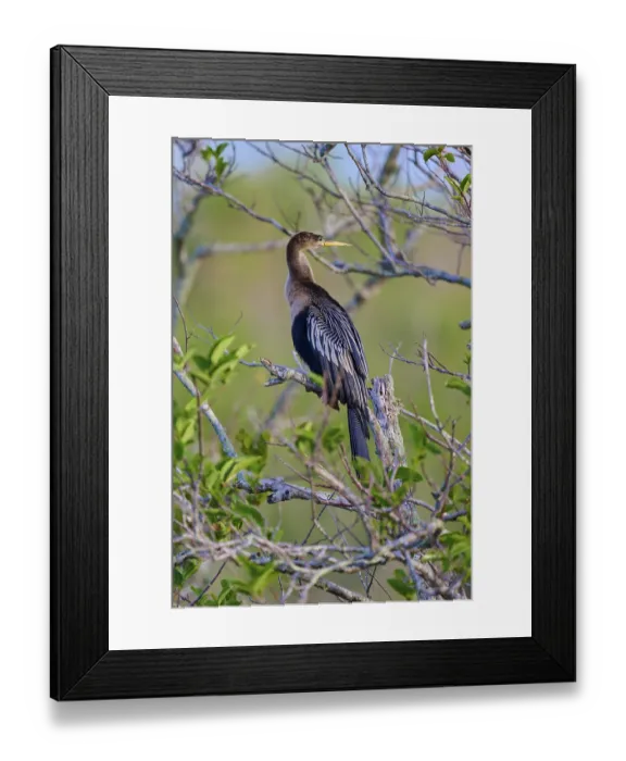 Framed Print : A single Anhinga sitting on a branch and gazing into the distance Framed Print : A single Anhinga sitting on a branch and gazing into the distance