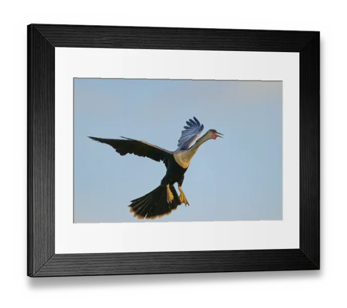 Framed Print : An anhinga flies through the sky with outstretched wings