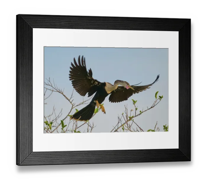 Framed Print : Anhinga approaching with spread wings and open bill