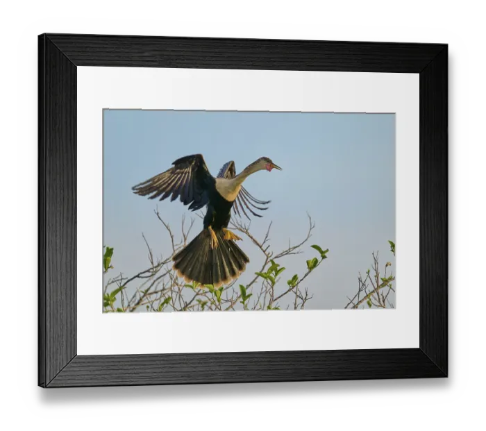 Framed Print : Anhinga approaches a branch to land with outstretched wings Framed Print : Anhinga approaches a branch to land with outstretched wings
