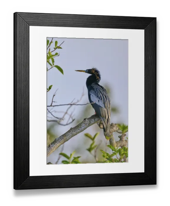 Framed Print : An Anhinga sitting on a branch
