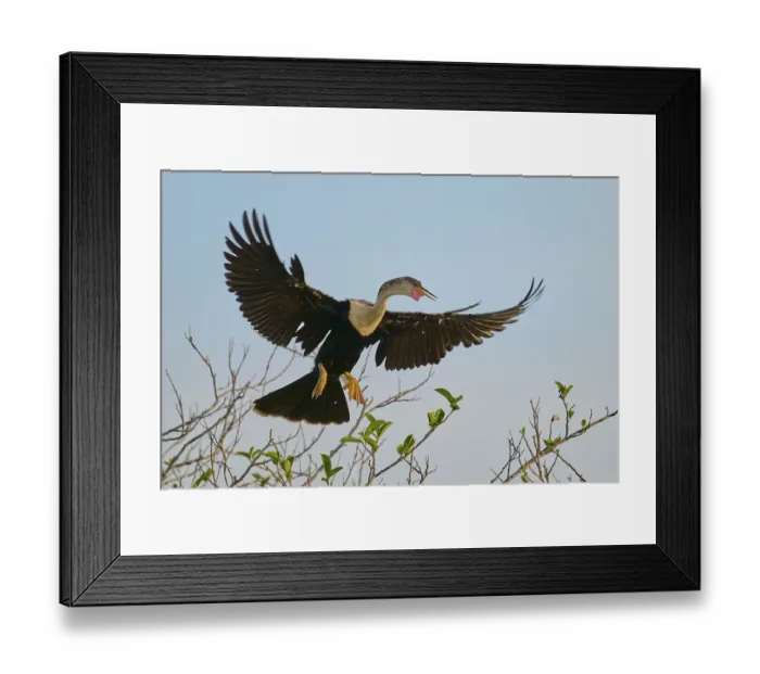 Framed Print : Anhinga with wide-spread wings in flight Framed Print : Anhinga with wide-spread wings in flight