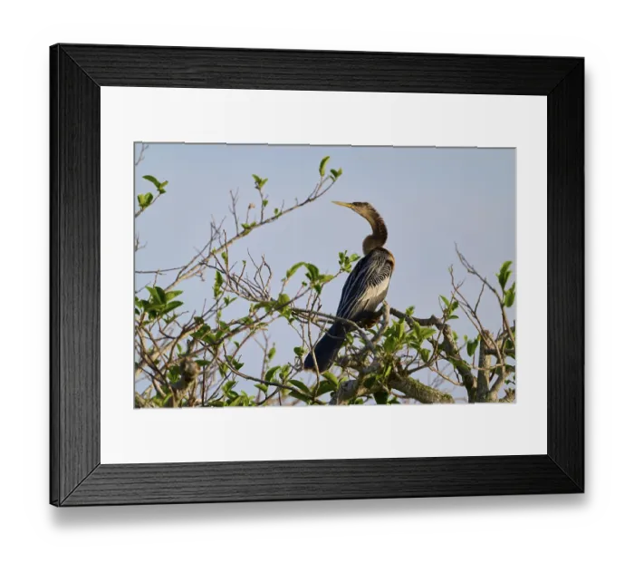Framed Print : Bird sitting on a branch, surrounded by green leaves and blue sky in the background