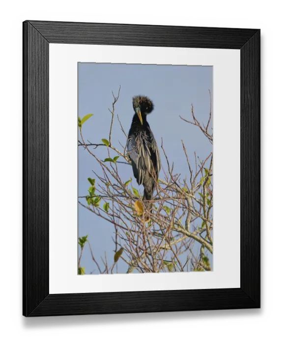 Framed Print : Bird with conspicuous feathered head sitting on a bare branch Framed Print : Bird with conspicuous feathered head sitting on a bare branch
