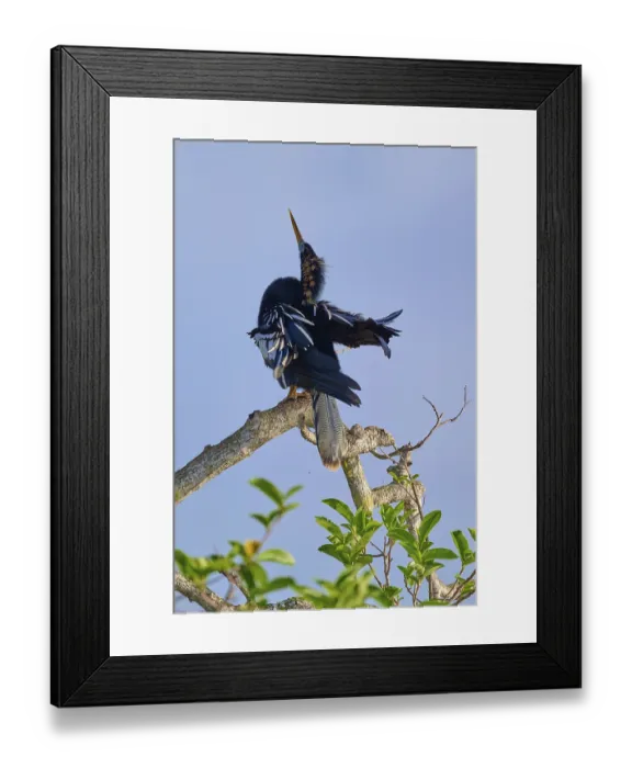 Framed Print : Bird striking a graceful courtship pose on a branch