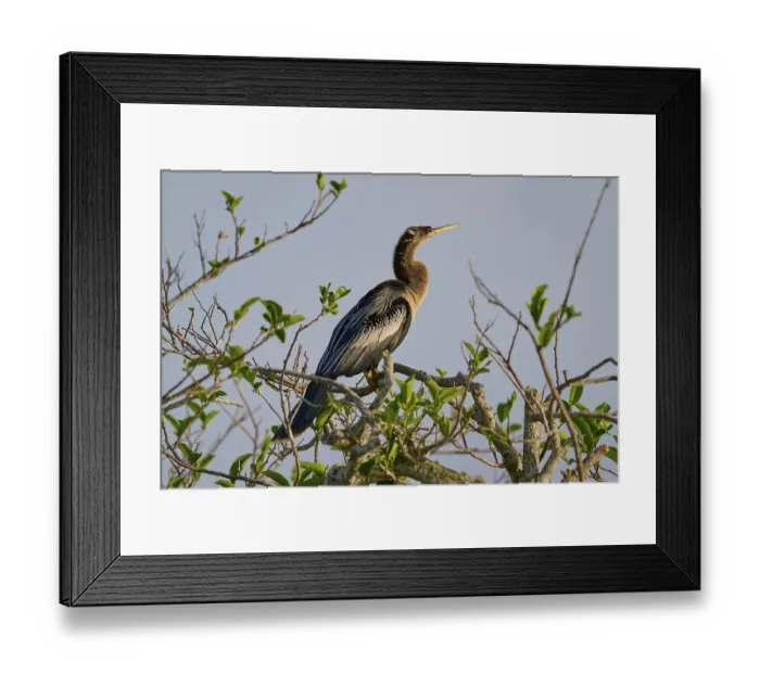 Framed Print : Bird sitting proudly on a sunlit branch Framed Print : Bird sitting proudly on a sunlit branch