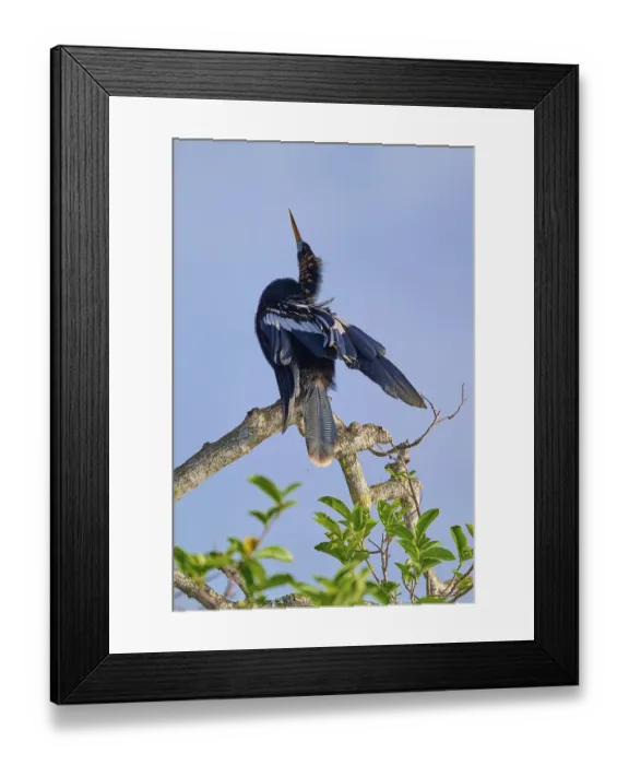 Framed Print : Elegant bird stretching its plumage into the air on a branch Framed Print : Elegant bird stretching its plumage into the air on a branch