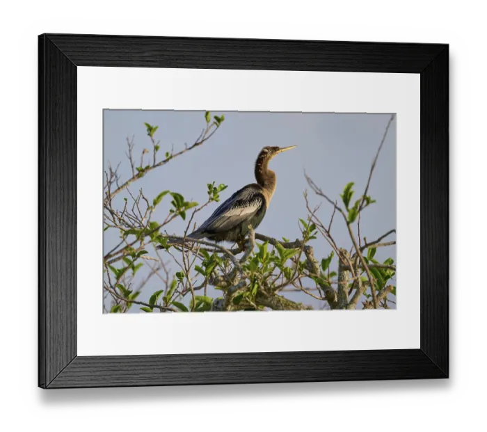 Framed Print : Bird sitting on a branch with green leaves under a blue sky