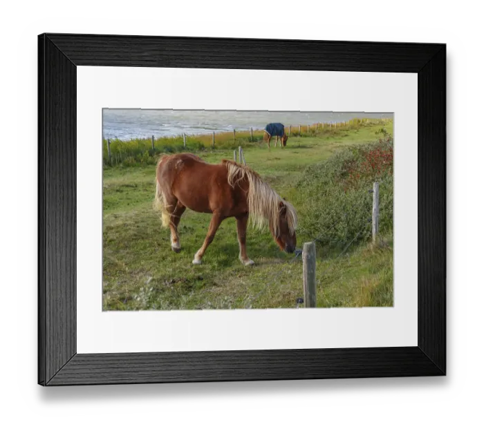 Framed Print : Brown horse with long mane grazing in a meadow next to water Framed Print : Brown horse with long mane grazing in a meadow next to water