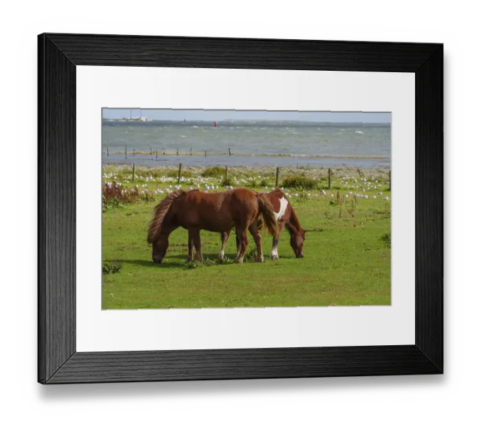 Framed Print : Two horses eating grass in a meadow near the sea