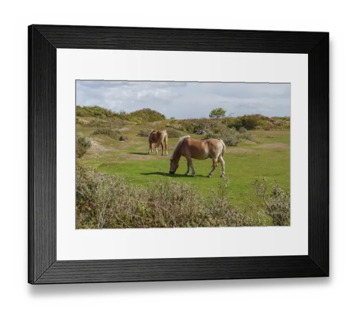 Framed Print : Two horses eating grass in a meadow Framed Print : Two horses eating grass in a meadow
