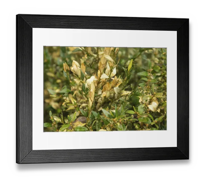 Framed Print : Boxwood bush, Buxus sempervirens