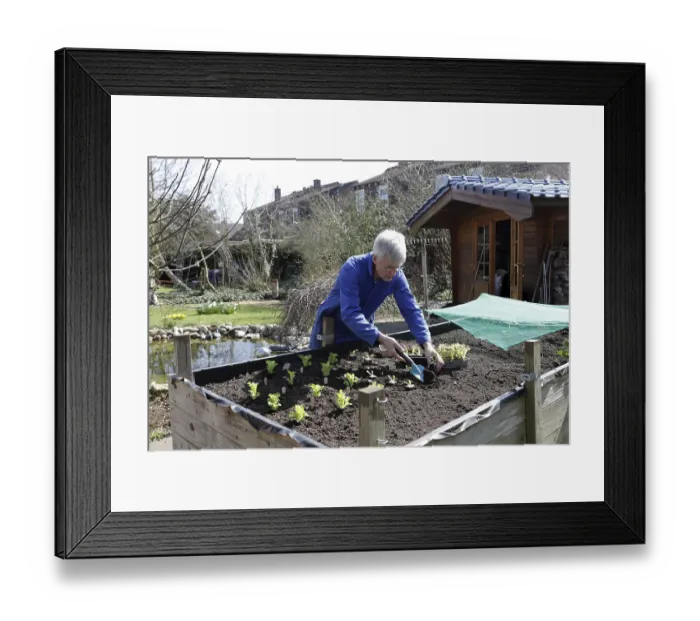 Framed Print : Hobby gardener plants young lettuce plants in raised bed