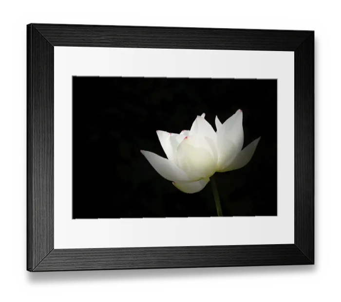 Framed Print : Pure white water lily with black background