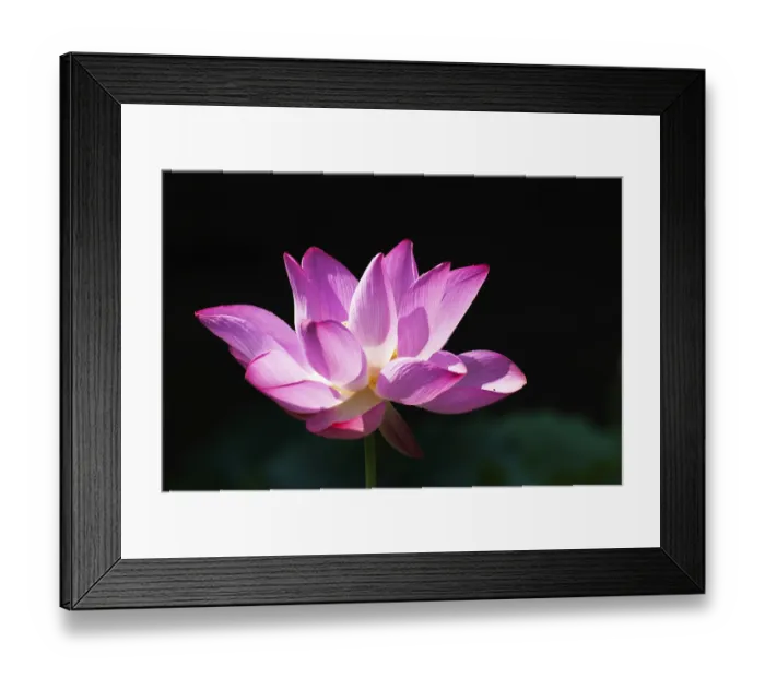 Framed Print : Beautiful pink lotus blossoms under morning sunshine