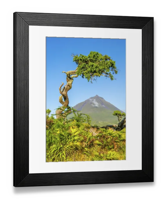 Framed Print : Mount Pico and Azores Juniper Trees in Sunny Morning
