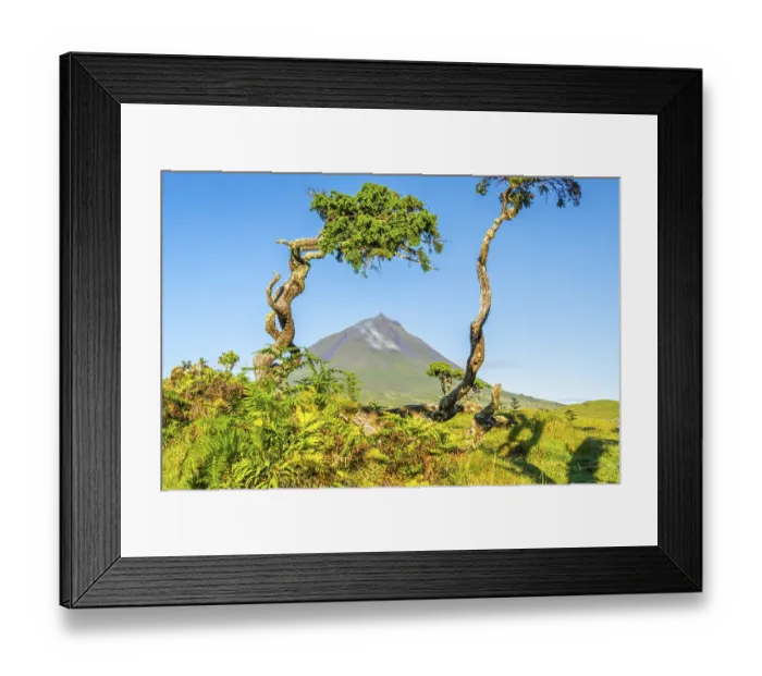 Framed Print : Mount Pico, Green Vegetation and Azores Juniper Trees in Sunny Morning Framed Print : Mount Pico, Green Vegetation and Azores Juniper Trees in Sunny Morning