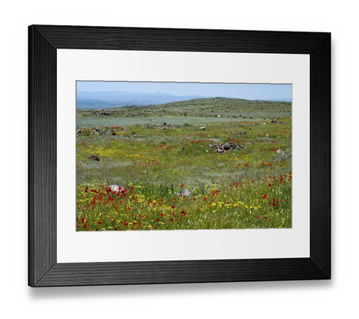 Framed Print : Flower meadow with red and yellow wildflowers in front of rolling hills under a clear sky