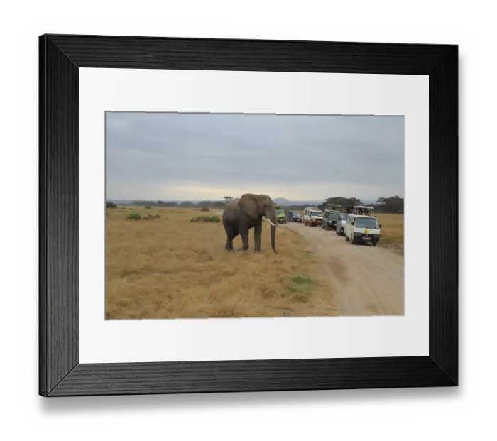 Framed Print : An African elephant (Loxodonta africana)