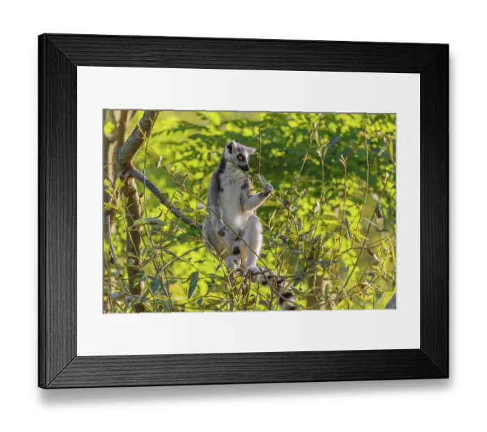 Framed Print : A ring-tailed lemur (Lemur catta) sits on a sunny day high up in a tree eating fresh green leaves