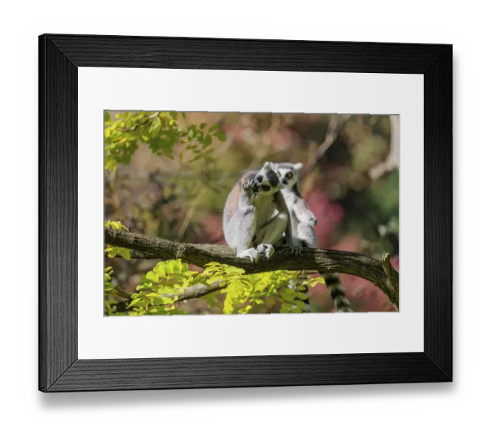 Framed Print : Two ring-tailed lemurs (Lemur catta) sit on a sunny day high up in a tree among fresh green leaves and look around