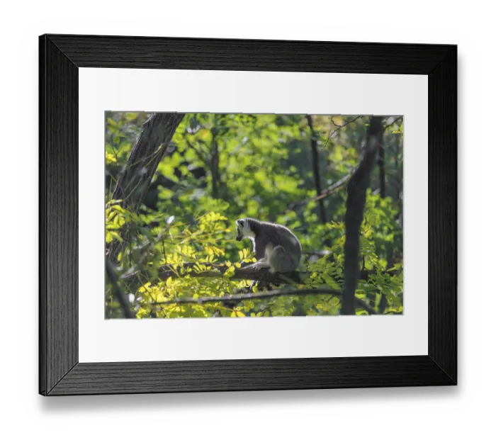 Framed Print : A ring-tailed lemur (Lemur catta) sits on a sunny day high up in a tree on a branch between fresh green leaves