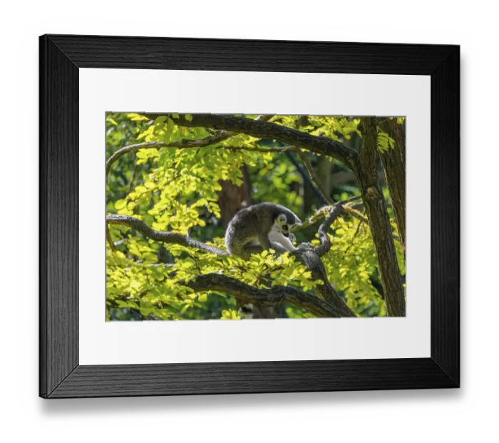Framed Print : A ring-tailed lemur (Lemur catta) sits on a sunny day high up in a tree on a branch between fresh green leaves Framed Print : A ring-tailed lemur (Lemur catta) sits on a sunny day high up in a tree on a branch between fresh green leaves