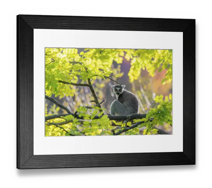 Framed Print : A ring-tailed lemur (Lemur catta) sits on a branch high up in a tree against the light on a sunny day